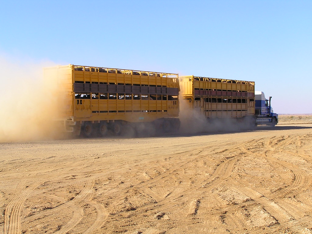 A two-trailer road train hauling livestock crates along an unsealed Australian road, raising dust behind it